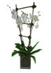 Orchids