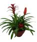 Flowering Plants