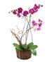 Birthday Plants