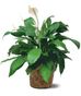 Green Plants