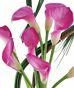 Calla Lilies