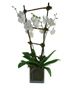 Orchids