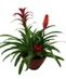 Flowering Plants