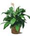 Green Plants