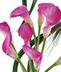 Calla Lilies