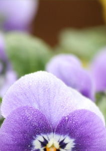 Trias Flowers
