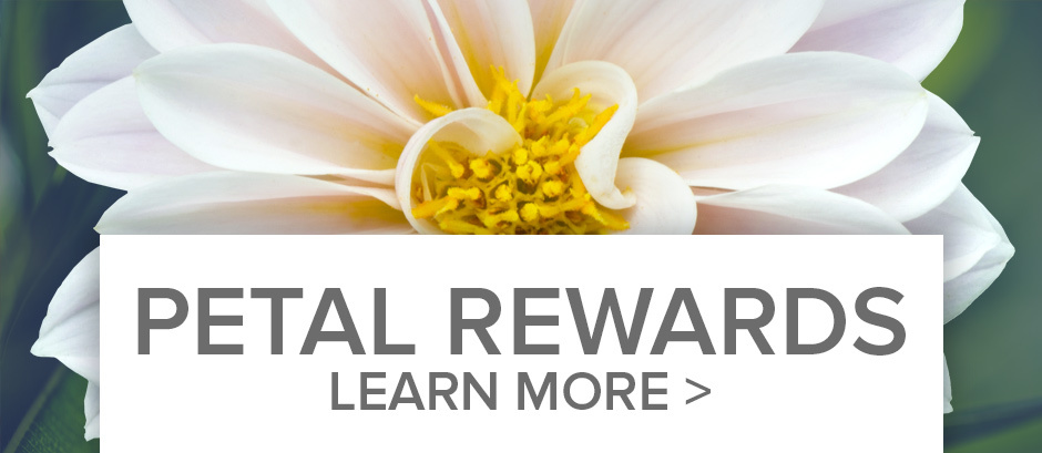 Petal Reward Points