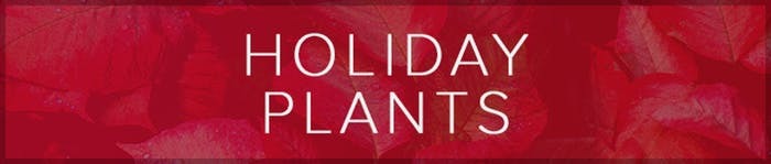 Holiday Plants