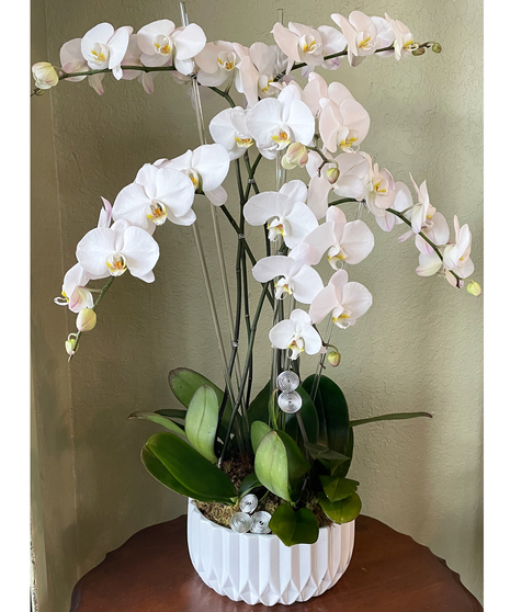 Sextuplet Orchid - Ceramic Vase