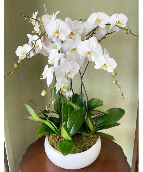Sextuplet Orchid -  White Ceramic Vase
