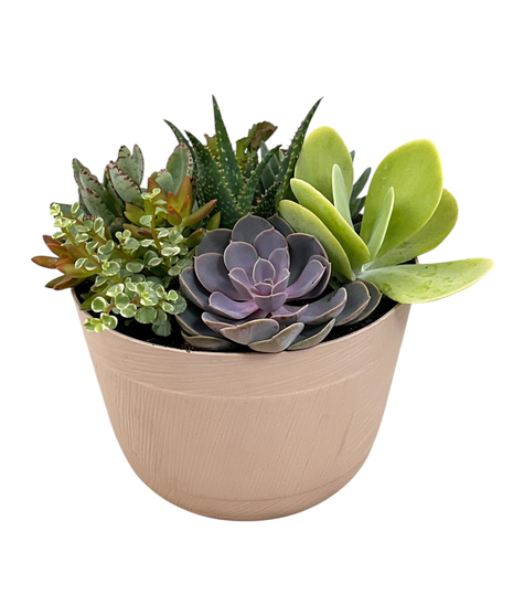 Succulent Garden