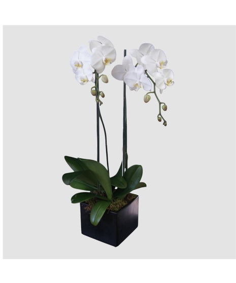 Double Orchid - White w/ Glass Rods