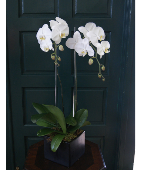 Double Orchid - White Orchid Plant Miami Florida - Trias Flowers