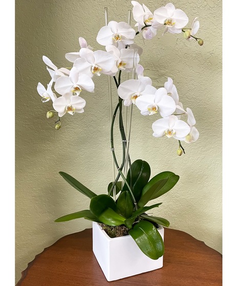 three orchids in ceramic vase