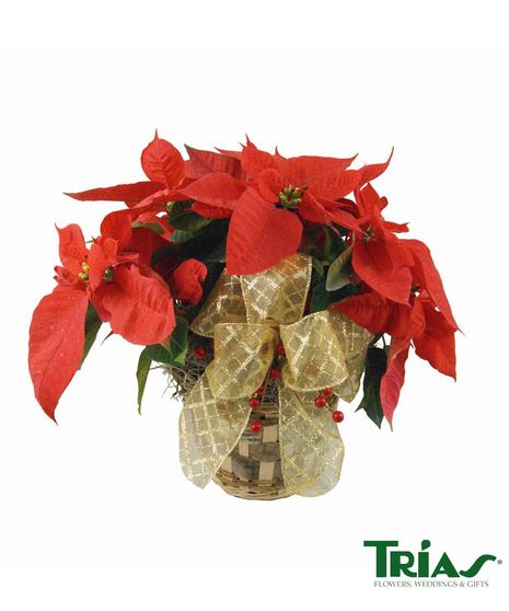 Poinsettia
