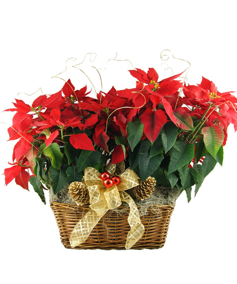 Poinsettia