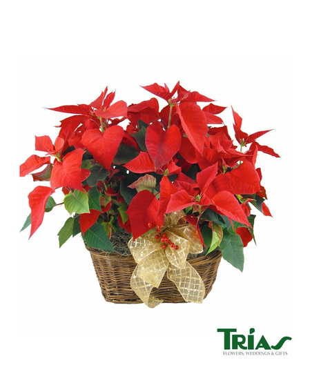 Poinsettia