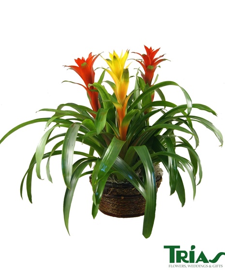 Bromeliad Plant Triple Bloom
