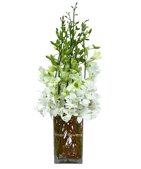 Glamorous Orchids