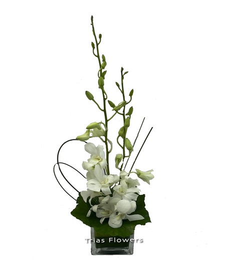 Dendrobium Simplicity