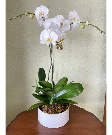Mother's Day Flowers
