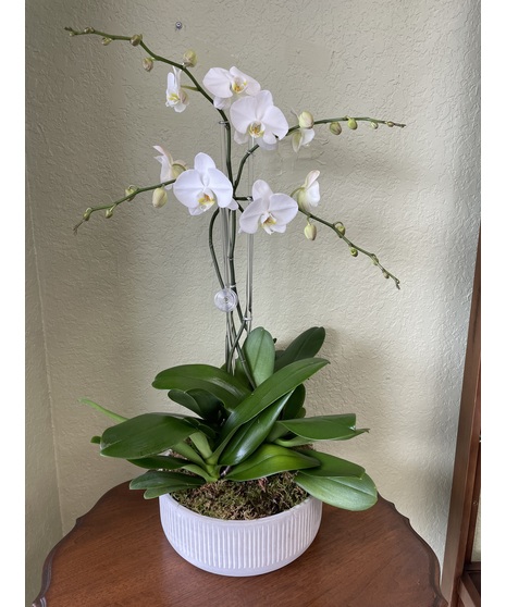 Plants