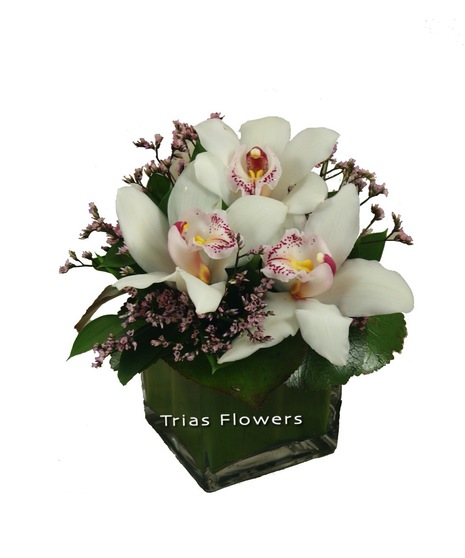 Lovely Orchids
