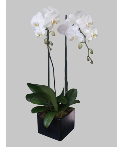 Double Orchid - White w/ Glass Rods