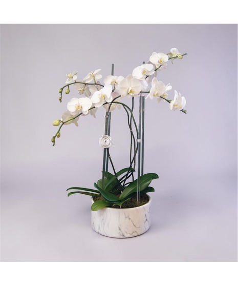 Quadruple Orchid - Round Marble Vase