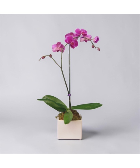 Single Orchid - Purple