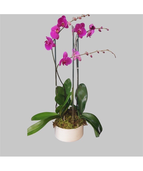 Triple Orchid - Purple