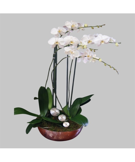 Orchid Plant Quadruple  - Silver Round Vase