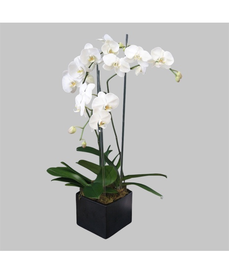 Triple Orchid - Black Vase