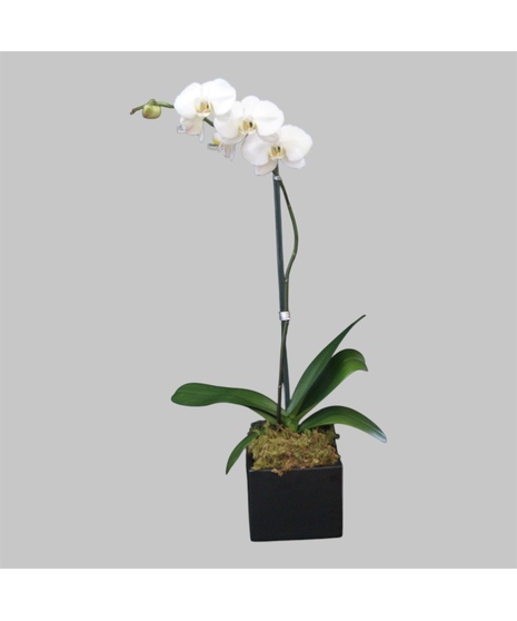 Single Orchid - Black Vase