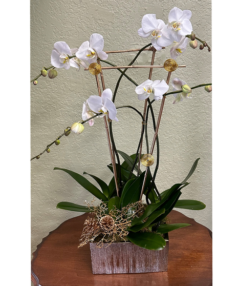 Orchid Plant Quadruple - Gold Vase