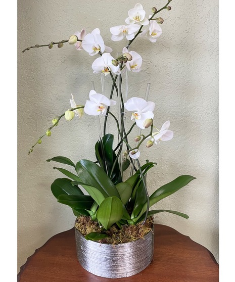 Orchid Plant Quintuplet - Silver Round Vase