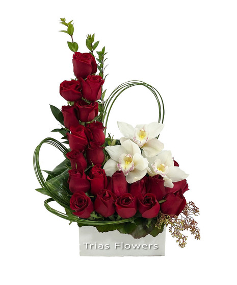 Red Rose Rising