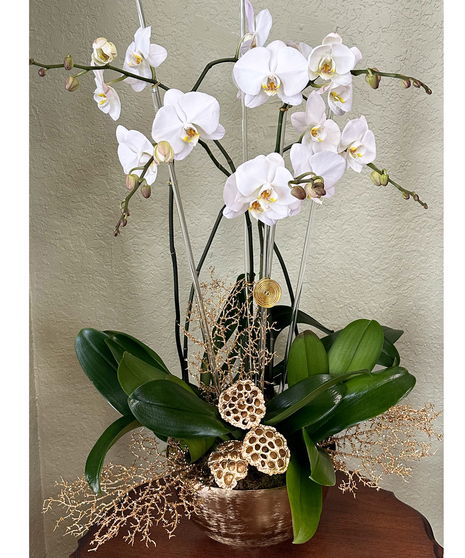 six orchid plants in dramatic gold container