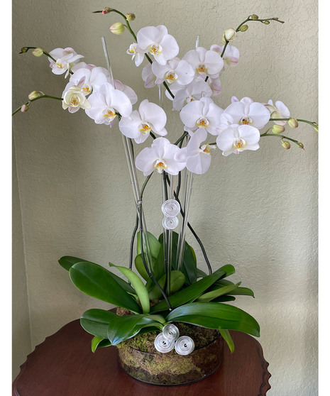 White Orchids and White Roses - Empty Vase Floral Arrangement