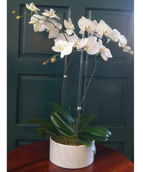 Triple Orchid - Round White Ceramic Vase