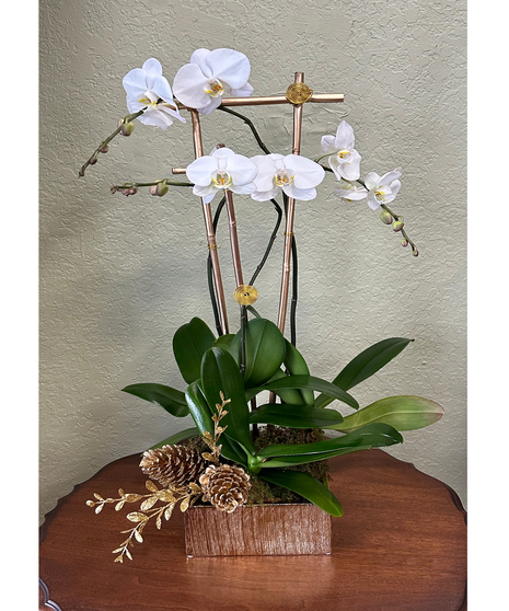 Triple Orchid - Gold Vase