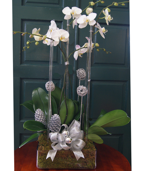 Orchid Plant Quintuplet - Silver Trimmings