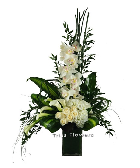 White Sophistication