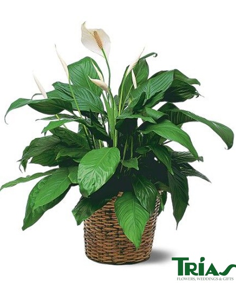 Medium Spathiphyllum Plant