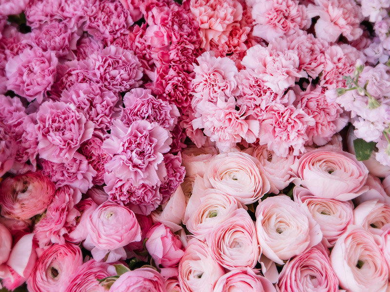 Rose petals in Miami Beach, FL